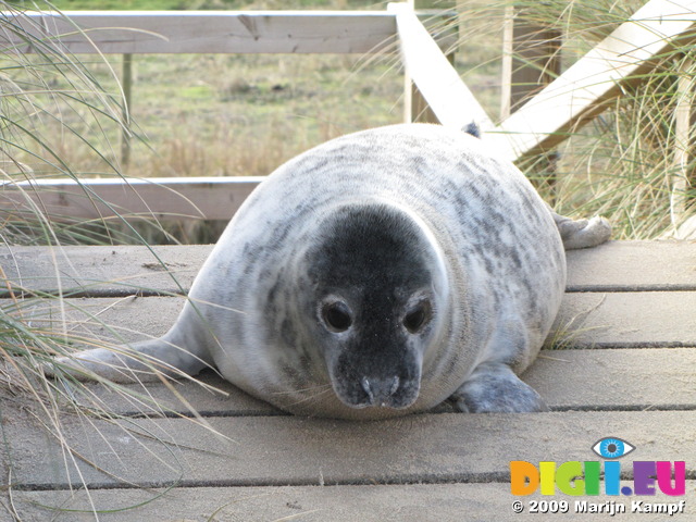 SX11339 Cute Grey or atlantic seal pup on wooden stairs (Halichoerus grypsus)